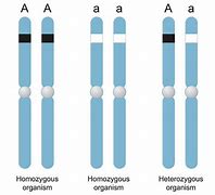 Image result for Example of Homozygous Dominant