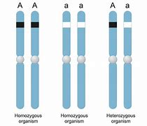 Image result for Homozygous Examples