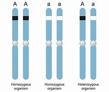 Image result for Example of Homozygous Recessive