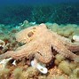Image result for The Purple Crab and a Giant Octopus Cartoon