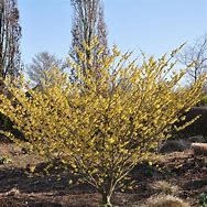 Image result for Hamamelis x intermedia Arnold Promise