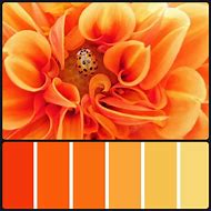 Image result for Orange Yellow White Color Palette