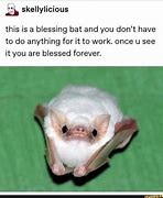 Image result for Cute Bat Meme