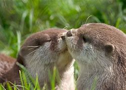 Image result for Otter Love
