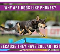 Image result for Relatable Funny Dog Memes