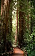 Image result for Redwood Forest CA