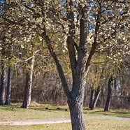 Image result for Pussy Willow Tree