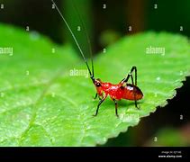 Image result for Leaf Cricket Cute