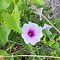 Image result for Ipomoea Costata