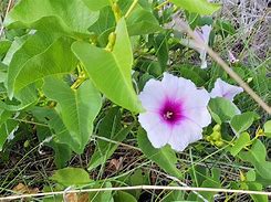 Image result for Ipomoea Costata