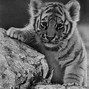 Image result for Drawn Tiger