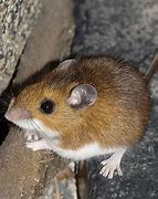 Image result for Brown Mouse