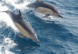 Image result for Dolphins Cowboys