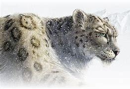 Image result for Snow Leopard Sleeping
