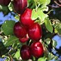 Image result for Prunus domestica Rode Mirabel