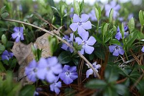 Image result for Small Blue Flowers