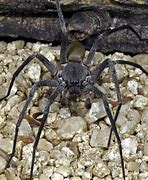 Image result for Giant Spider Species