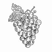 Image result for Grapes Graphic