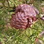 Image result for Eastern Red Cedar Tree Fruit