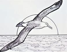 Image result for Biggest Albatross