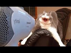 Image result for Hair Dryer Funny