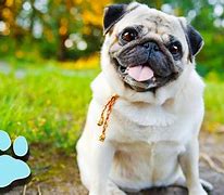 Image result for Pug Puppy Talking