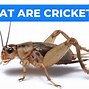 Image result for Cricket Insect Photo