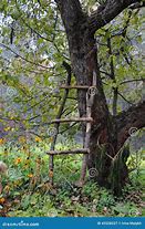 Image result for Old Apple Tree in Autumn