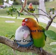 Image result for Annoying Bird Meme