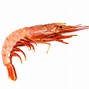 Image result for Pet Shrimp Red