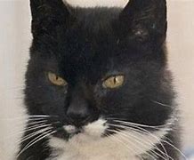 Image result for Cream Puff Oldest Cat