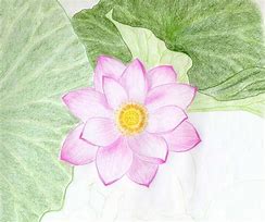 Image result for Pictures of Flowers to Draw