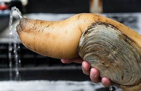 Image result for Weird Clams