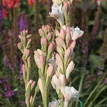 Image result for Polianthes tuberosa The Pearl