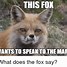 Image result for Flying Fox Meme