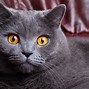 Image result for Red British Shorthair