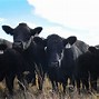 Image result for Cattle USA