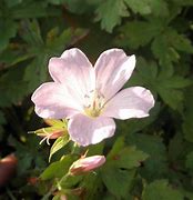 Image result for Geranium oxonianum Rose Clair