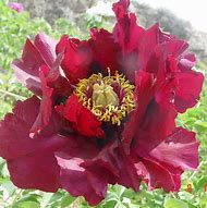 Image result for Paeonia rockii Yan Wei Bai