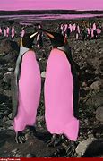 Image result for Pink Penguin