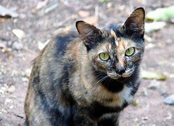 Image result for Stray Cats
