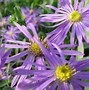 Image result for Aster radula August Sky