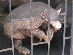 Image result for Armadillo Gigante