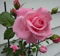 Image result for Pink Roses On a Vine Aesthetic