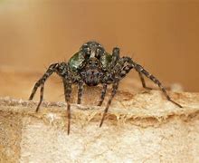 Image result for Largest Wolf Spider