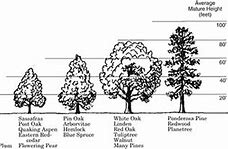 Image result for How Big Is a 30 Gallon Tree
