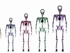 Image result for 50 Meters Compared to Human