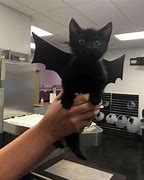 Image result for Cat Bat Costume