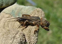 Image result for A Mole Cricket