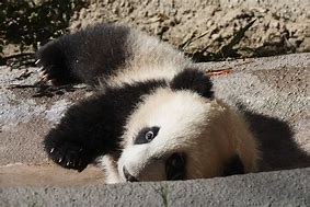 Image result for Baby Panda Bear Sitting